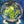Load image into Gallery viewer, Discraft - Buzzz - FuZed BuzzzSaw - Big Bee Stamp
